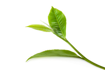 Obraz premium green tea leaf isolated on white background