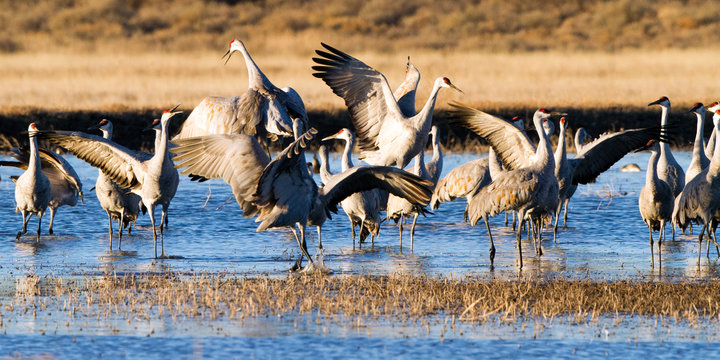 Sandhill Crane flock dances in winter at Bosque del Apache National Wildlife Refuge