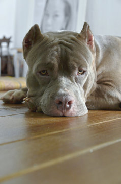 pitbull dog