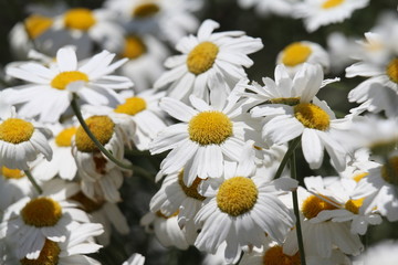 シロバナムシヨケギク