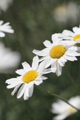 シロバナムシヨケギク