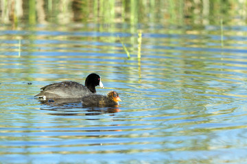 American Coot parent and chick at dawn in beautiful marsh water