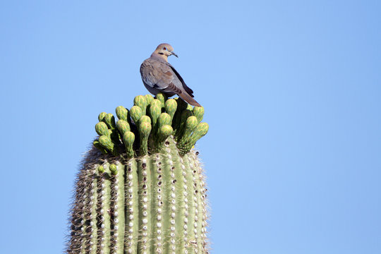 White-winged Dove on a giant Saguaro covered with buds