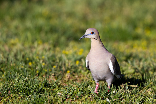 White-winged Dove on a grassy lawn