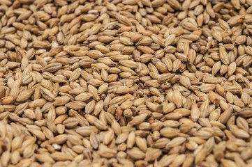 Malt macro