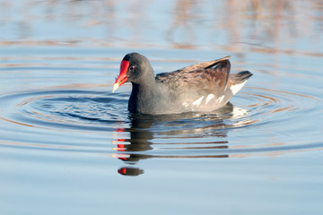 Common Moorhen feeds in a circle of blue water