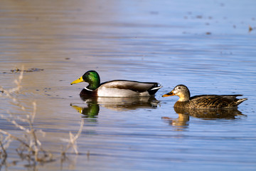 Mated Mallard Ducks swim in beautiful water