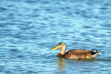 Female Mallard Duck swims in beautiful blue water