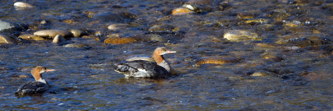 Two Common Mergansers in Idaho's Salmon River