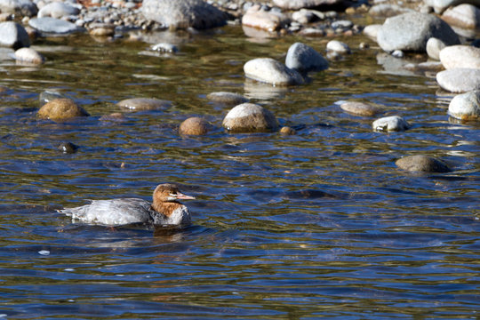 Common Merganser swims in Idaho's Salmon River