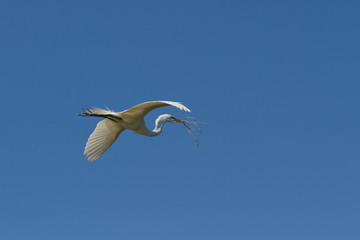 Great Egret male flies to his nest carrying nesting material