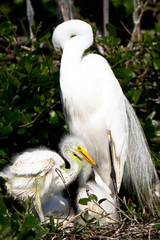 Great Egret chick stands in nest as his mother preens