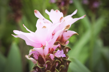 flowers with filter effect retro vintage style