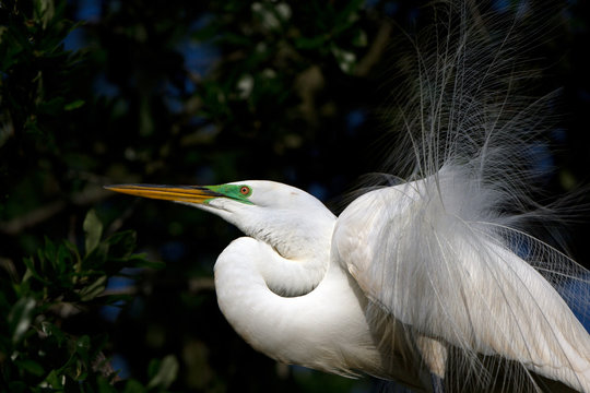 Closeup of a Great Egret male displaying his feathers in courtship ritual