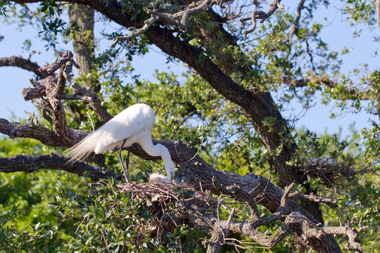 Great Egret in breeding plumage tends chicks in the nest
