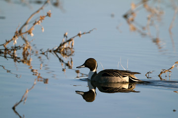 Northern Pintail drake with mirror-like full-body reflection