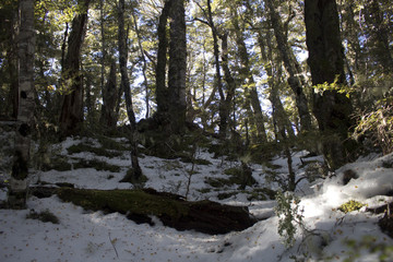 bosque en la ruta Kepler, Nueva Zelanda