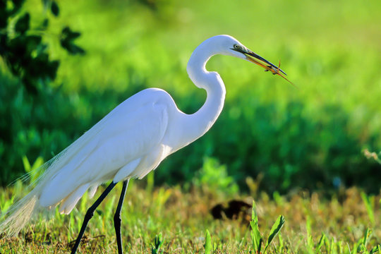 Great Egret in breeding plumage eats a lizard in the Everglades