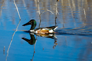Northern Shoveler drake swims in a marsh