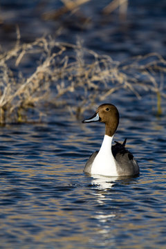 Northern Pintail drake in beautiful light and water