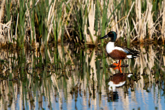 Northern Shoveler drake in a marsh with beautiful reflections