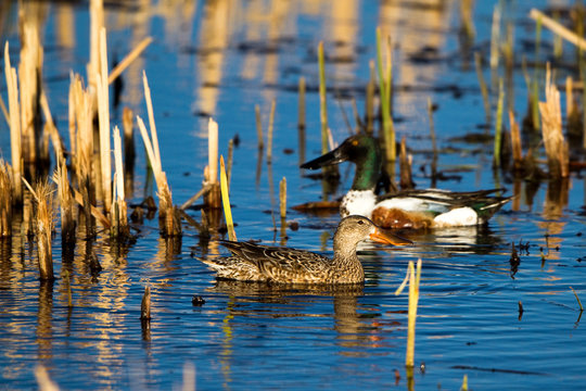 Northern Shoveler mated pair in a Colorado marsh