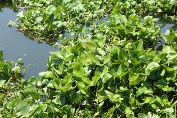 water hyacinth plant