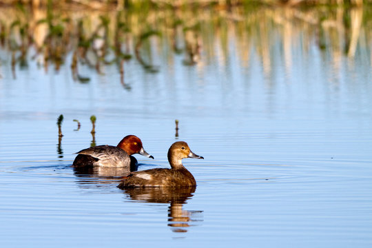 Mated Redhead Ducks in Alamosa National Wildlife Refuge in spring