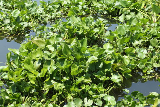 water hyacinth plant