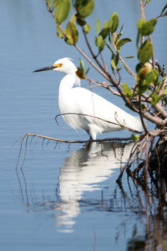 Snowy Egret under a coastal Florida mangrove, with reflections