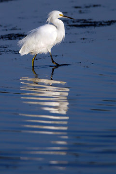 Snowy Egret with beautiful reflections in water