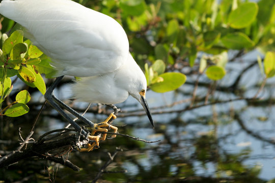 Snowy Egret waits for a fish in a coastal Florida mangrove