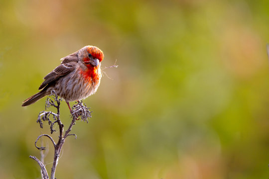 Male House Finch in breeding plumage carries nesting materials