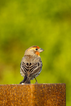 House Finch in spring breeding plumage in California