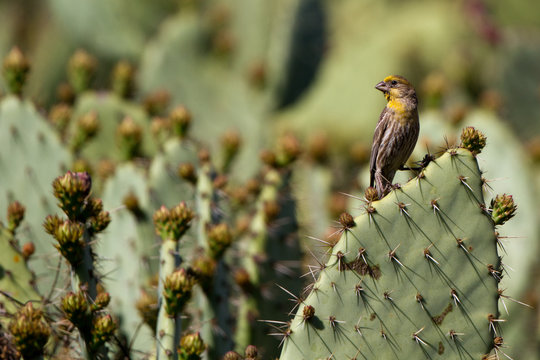 House Finch yellow variant on a prickly pear cactus in California