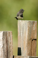 Black Phoebe on a fencepost in southern California