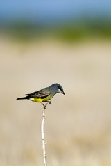 Cassin's Kingbird on a dry prairie grass in the Texas Panhandle