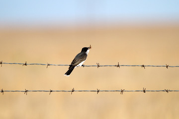 Eastern Kingbird holds a bug on a barbed-wire fence in Texas