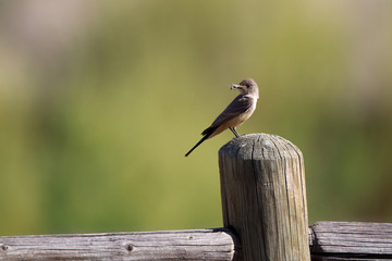 Say's Phoebe holds a bug on a fencepost in New Mexico