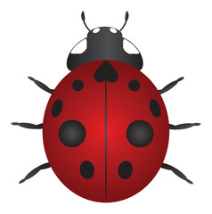 Obraz premium Red Ladybug Color Vector Illustration