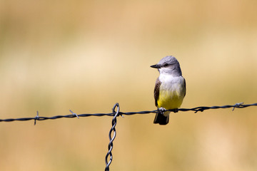 Western Kingbird on a barbed-wire fence