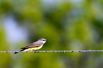 Western Kingbird on a barbed-wire fence