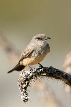Say's Phoebe on a dead cactus in New Mexico