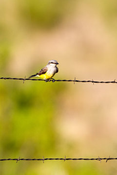 Western Kingbird on a barbed-wire fence