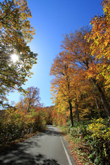 Obraz premium 秋の林道