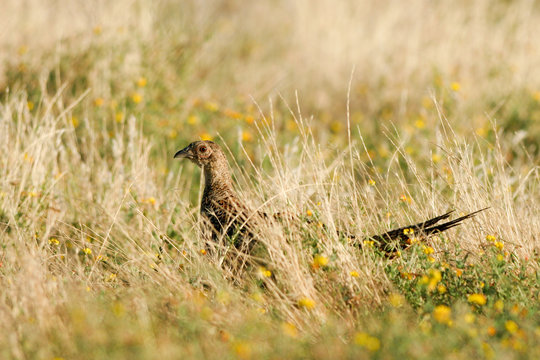 Female Ring-necked Pheasant in meadow grasses in summer