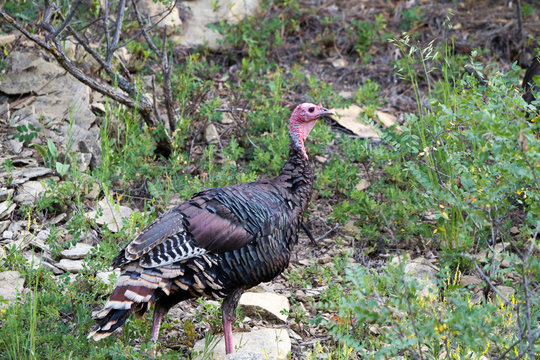 Wild Turkey On A Grassy Hill In Sugarite State Park In New Mexico