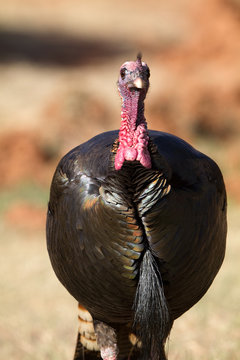 Male Wild Turkey in Palo Duro Canyon State Park in Texas