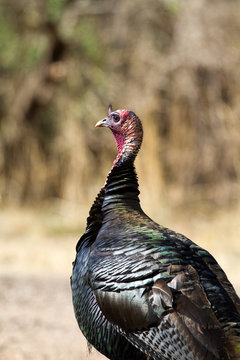 Male Wild Turkey in Palo Duro Canyon State Park in Texas