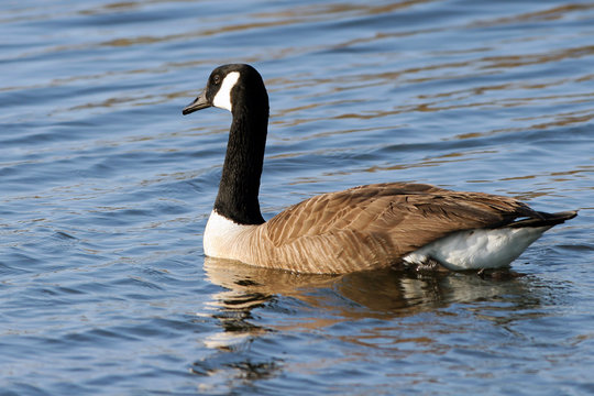Canada Goose in beautiful water